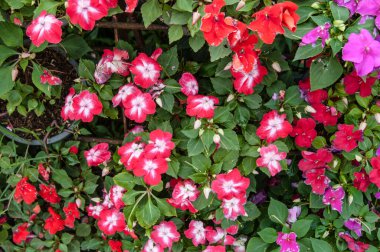 Renkli arka planı olan çiçek bahçesi.