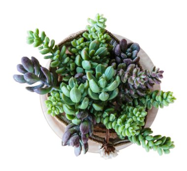 Beyaz üzerine izole edilmiş küçük ağaç çiçekleriyle dolu.