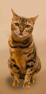 Şirin kedi, arka planda tahta zeminde uzanan kedi şakacı bir şekilde yaklaşmış. 