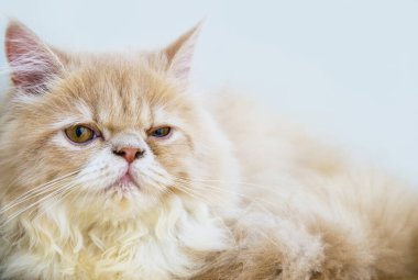 Şirin kedi, arka planda tahta zeminde uzanan kedi şakacı bir şekilde yaklaşmış. 