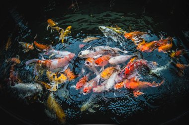 Renkli süslü sazan balığı koi balığı.