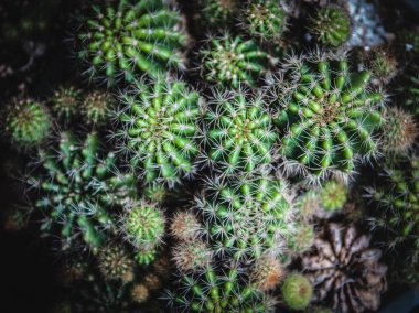 Farklı tencere çeşitli kaktüs ve etli bitki topluluğu. 