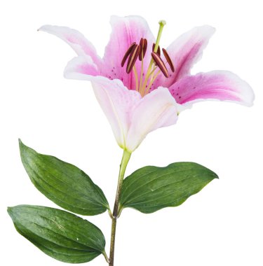 Mesajınız için kopya alanı olan beyaz bir arkaplanda çiçek zambağı