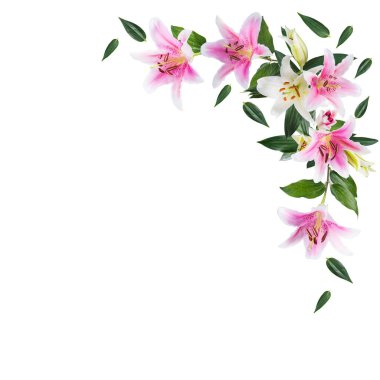 Mesajınız için kopya alanı olan beyaz bir arkaplanda çiçek zambağı