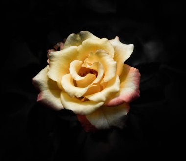 Koyu tonların doğal dizaynında gül çiçekleri. Görüntü sanattır.