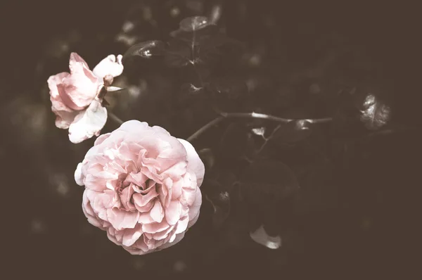 Rose Vintage Fiori Nei Toni Caldi — Foto Stock