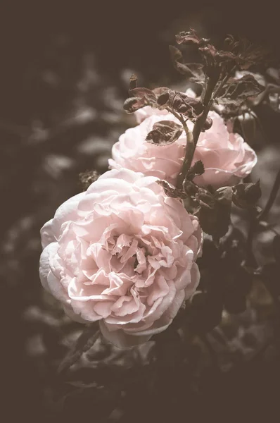 Rose Vintage Blumen Warmen Tönen — Stockfoto