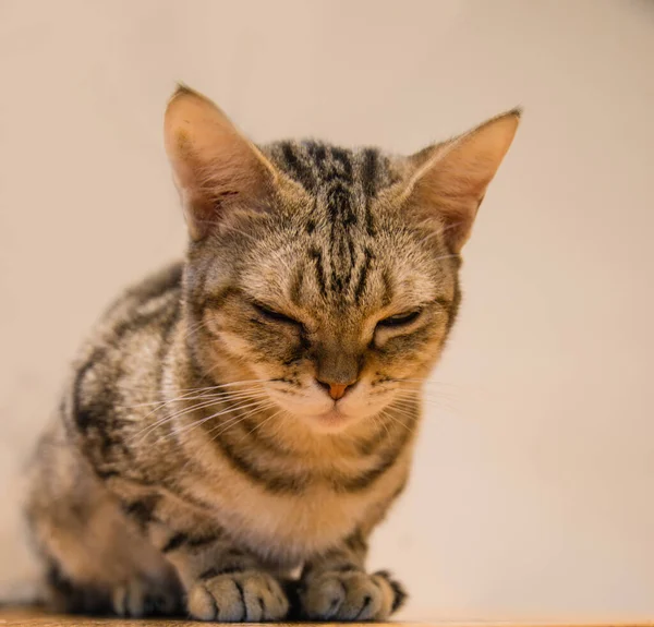 Lindo Gato Gato Acostado Suelo Madera Fondo Borroso Cerca Juguetón — Foto de Stock