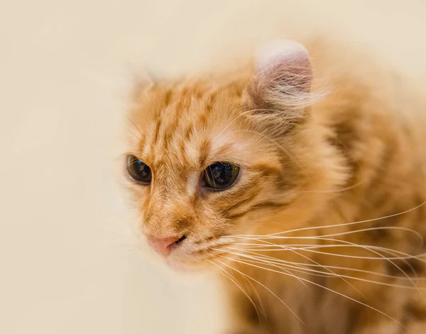 Söt Katt Katt Liggande Trägolvet Bakgrunden Suddig Närbild Lekfull — Stockfoto