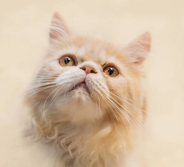 Roztomilý Kočka Kočka Ležící Dřevěné Podlaze Pozadí Rozmazané Zblízka Hravý — Stock fotografie