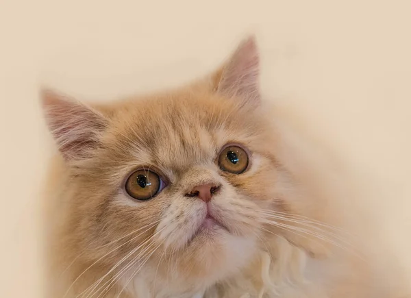 Lindo Gato Gato Acostado Suelo Madera Fondo Borroso Cerca Juguetón — Foto de Stock