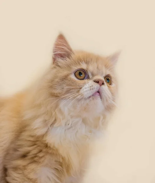 Lindo Gato Gato Acostado Suelo Madera Fondo Borroso Cerca Juguetón —  Fotos de Stock