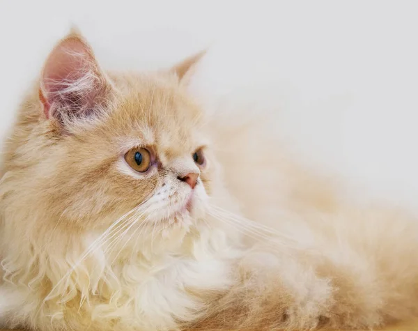 Χαριτωμένη Γάτα Γάτα Που Βρίσκεται Στο Ξύλινο Πάτωμα Στο Παρασκήνιο — Φωτογραφία Αρχείου