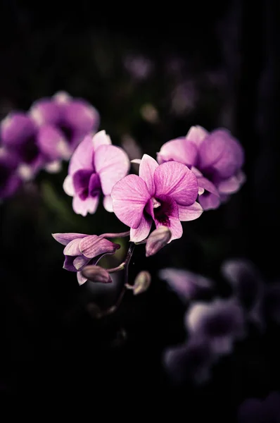 Blumen Design Natürlicher Dunkler Töne — Stockfoto