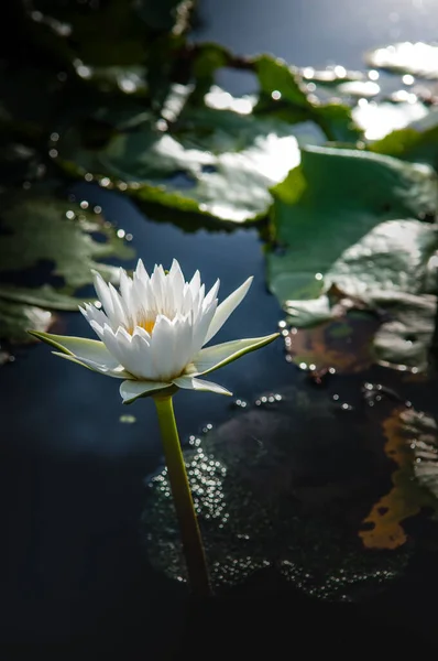 Квітка Лотоса Теплій Воді — стокове фото
