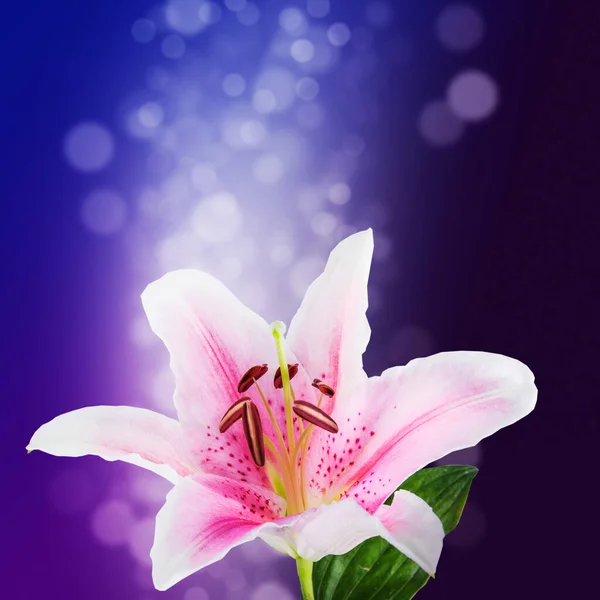 Bloem Witte Lelies Een Kleur Achtergrond — Stockfoto