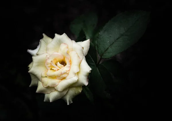 Rosblommor Designen Naturliga Mörka Toner Bilden Konsten — Stockfoto