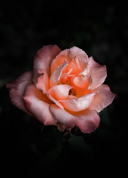 Rose Flowers Design Natural Dark Tones Image Art — Stock Photo, Image