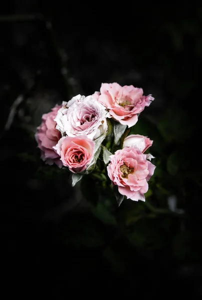 Rosenblüten Design Natürlicher Dunkler Töne Das Bild Ist Die Kunst — Stockfoto