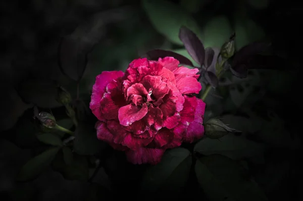 Rosenblüten Design Natürlicher Dunkler Töne Das Bild Ist Die Kunst — Stockfoto