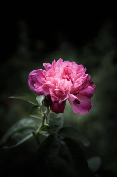 Rosenblüten Design Natürlicher Dunkler Töne Das Bild Ist Die Kunst — Stockfoto