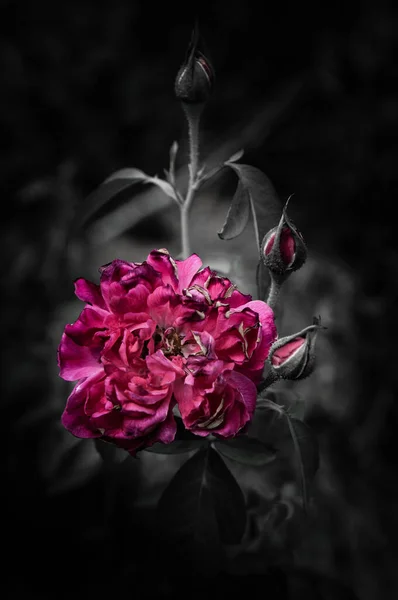 Розовые Цветы Дизайне Натуральных Темных Тонов Образ Искусство — стоковое фото