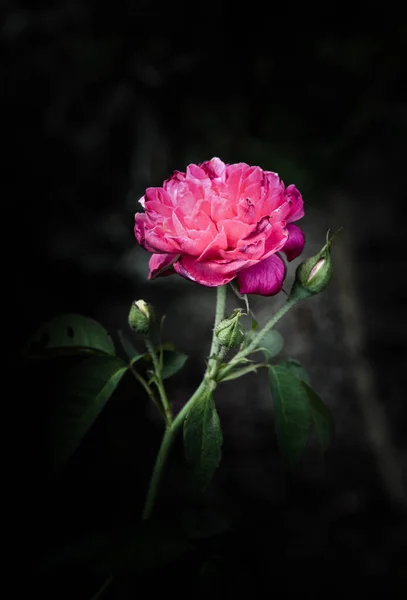 Розовые Цветы Дизайне Натуральных Темных Тонов Образ Искусство — стоковое фото
