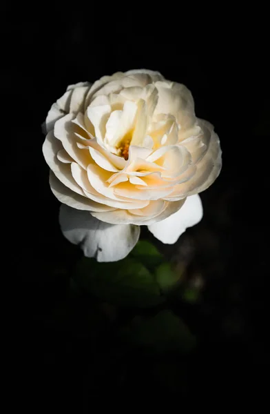 Flores Rosa Design Tons Escuros Naturais Imagem Arte — Fotografia de Stock
