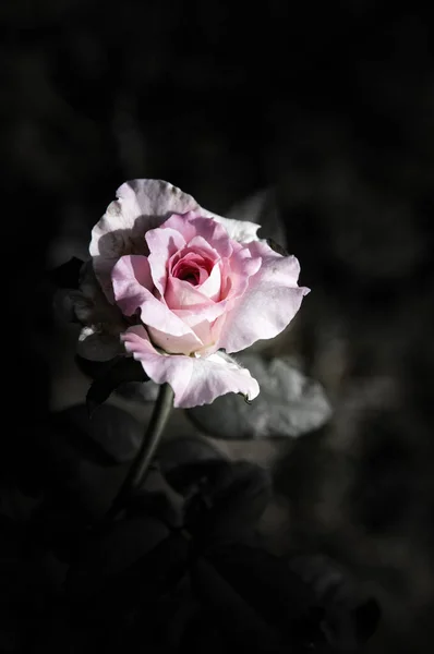 Rose Bloemen Het Ontwerp Van Natuurlijke Donkere Tinten Het Beeld — Stockfoto