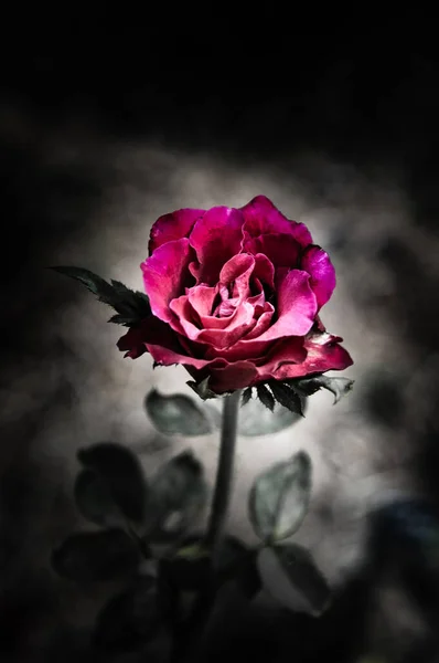 Квіти Троянд Дизайні Природних Темних Тонів Образ Мистецтво — стокове фото