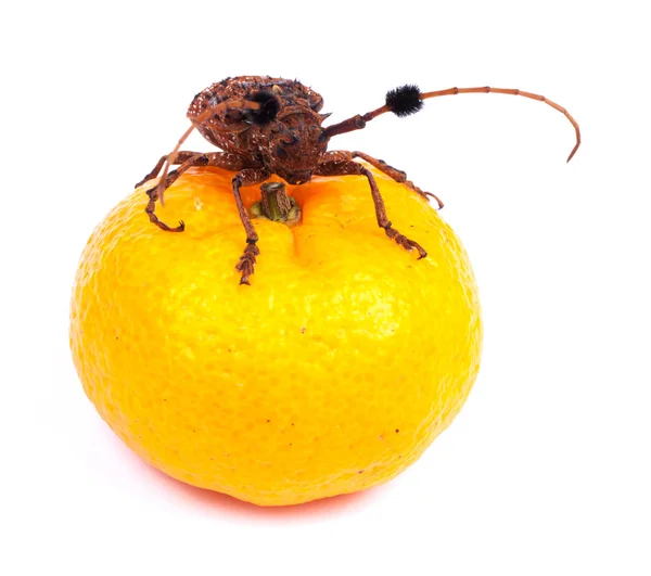 Böcekler ile portakal — Stok fotoğraf