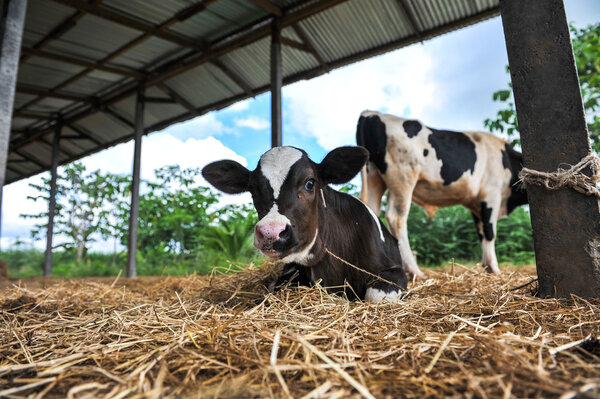 young dairy cows