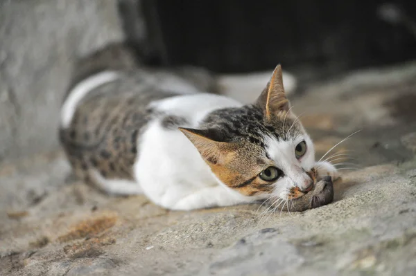 Kot jeść szczur — Zdjęcie stockowe