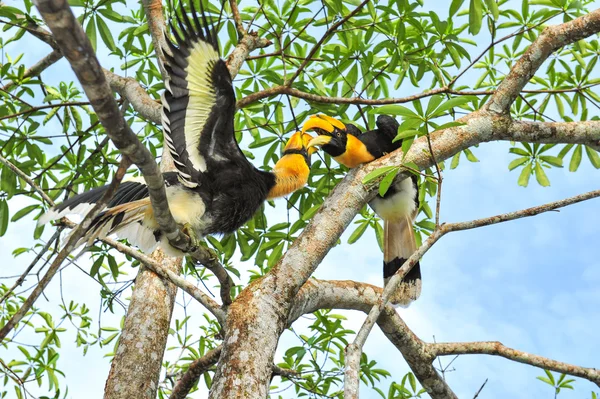 Grande hornbilll — Fotografia de Stock