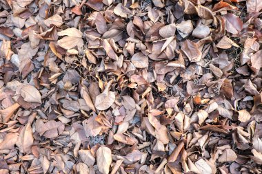 Döşeme kahverengi düşen yapraklar