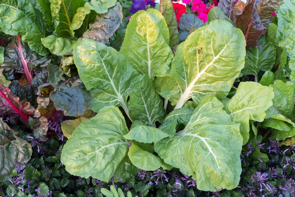 Aardbeien — Stockfoto