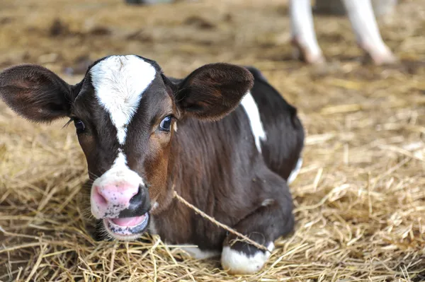 Νέοι αγελάδες γαλακτοπαραγωγής — Φωτογραφία Αρχείου