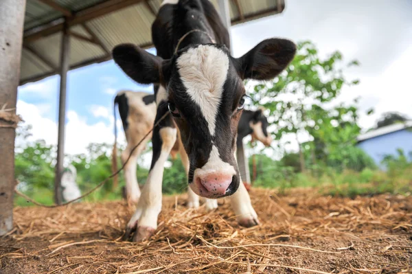 Jeunes vaches laitières — Photo