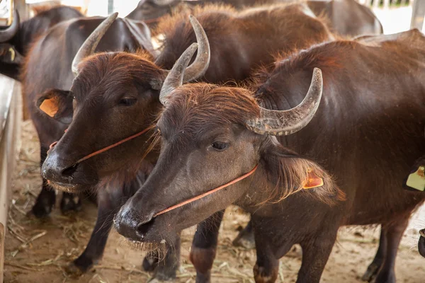Dairy buffalo in farm — Stock Photo, Image