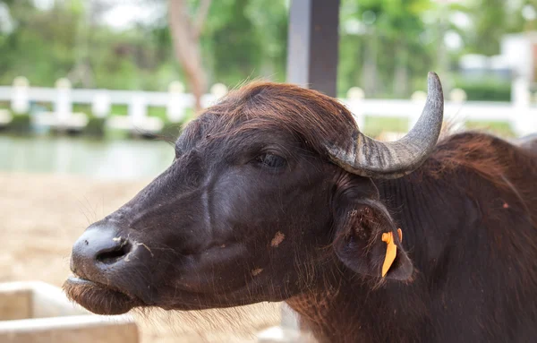 Dairy buffalo in farm — Stock Photo, Image
