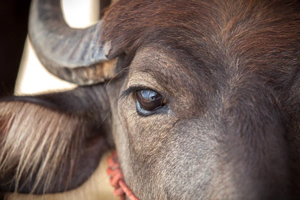 Eye Dairy buffalo — Stock Photo, Image