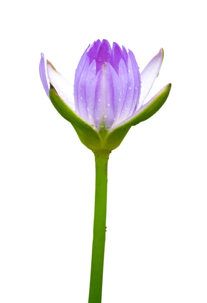 Цветок лотоса Стоковая Картинка