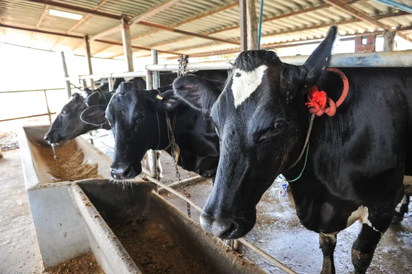 Vaches laitières Photo De Stock