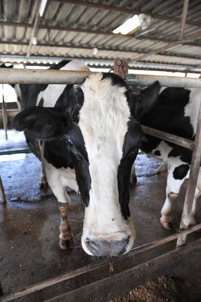 Vacas leiteiras Imagem De Stock