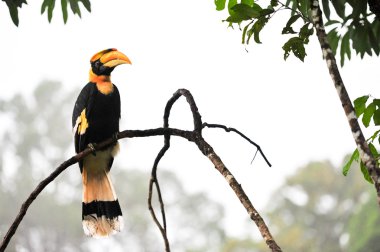 büyük hornbilll