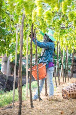 Yeşil üzüm seçer