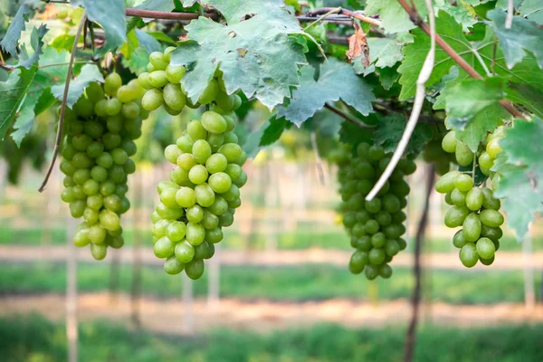 Зелений виноград — стокове фото