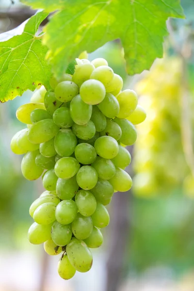 Uvas verdes — Foto de Stock