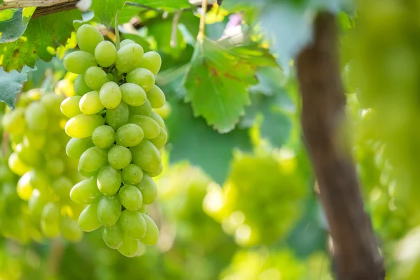 Green grapes — Stock Photo, Image