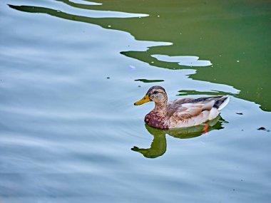 Vahşi ördek yaz parkında berrak göl suyunda yüzüyor. genel plan